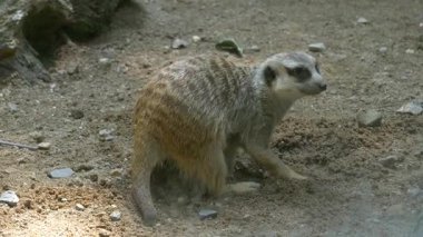 Hayvanat bahçesinde mirket, hayvana yakın çekim.