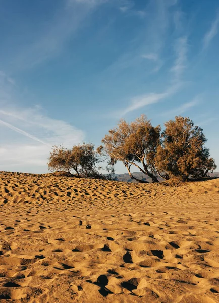 Песчаные Дюны Растения Пустыне Лицензионные Стоковые Изображения