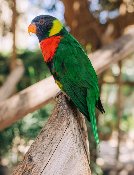 Papagaio Eclectus Árvore Fotografia De Stock