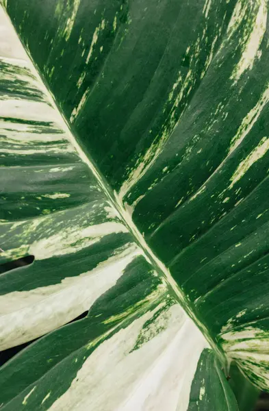 Закройте Зелёные Листья Макро Стоковое Фото