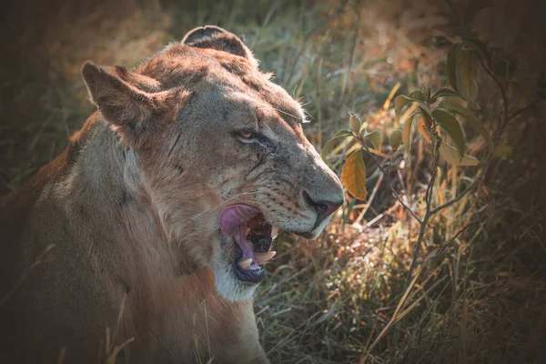 Wild Lion African Savannah Tanzania — Stock Photo, Image