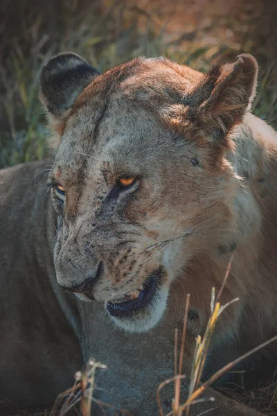 Wild Lion African Savannah Tanzania — Stock Photo, Image