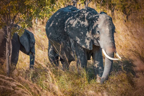 Wild Elephants Savannah Mikumi Tanzania — Stock Photo, Image