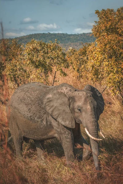 Дикий Слон Саванне Микуми Танзания — стоковое фото