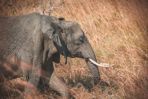 Divoký Slon Savannah Mikumi Tanzanie — Stock fotografie