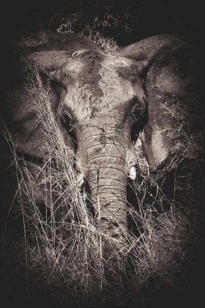 Wild Elephant Savannah Mikumi Tanzania — Stock Photo, Image