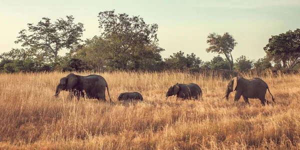 Άγρια Ελέφαντες Στη Σαβάνα Στη Mikumi Τανζανία — Φωτογραφία Αρχείου