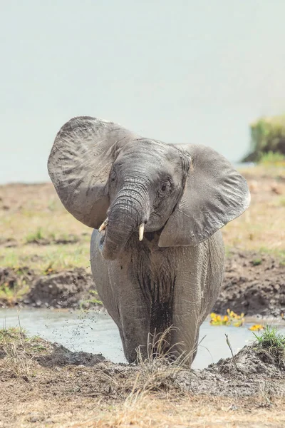 Άγριο Ελέφαντα Στη Σαβάνα Mikumi Τανζανία — Φωτογραφία Αρχείου