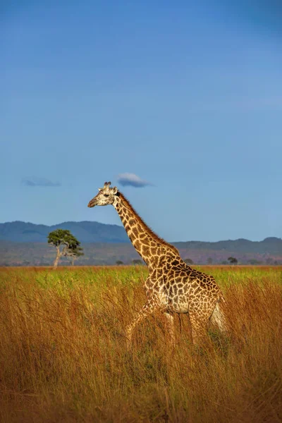 Mikumi Tanzanya Savannah Vahşi Zürafa — Stok fotoğraf