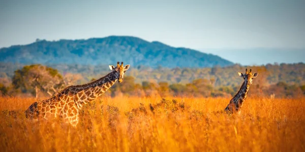 Girafas Selvagens Savana Mikumi Tanzânia — Fotografia de Stock