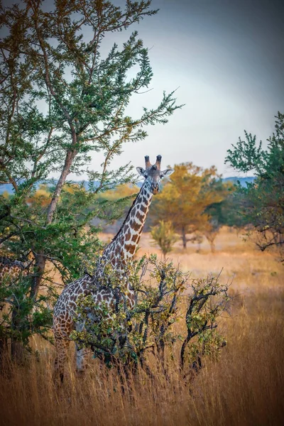 Wilde Giraffe Der Savanne Mikumi Tansania — Stockfoto