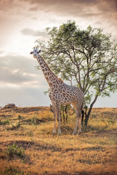 Wild Giraffe Savannah Mikumi Tanzania — Stock Photo, Image