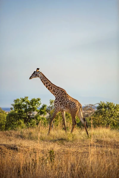 Girafe Sauvage Dans Savane Mikumi Tanzanie — Photo