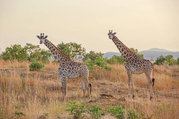 Wilde Giraffen Der Savanne Mikumi Tansania — Stockfoto