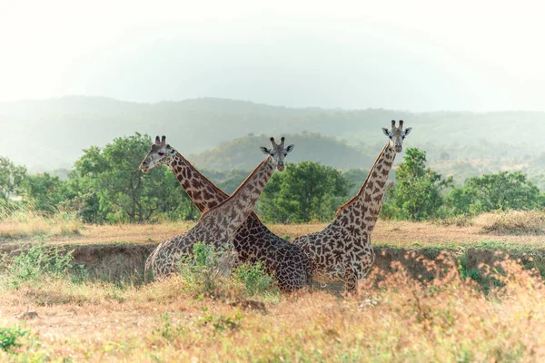Girafes Africaines Sauvages Formant Une Forme — Photo