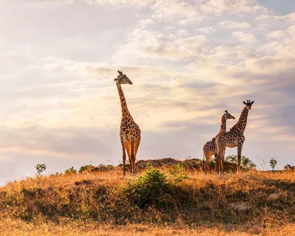 Giraffe Selvatiche Nella Savana Mikumi Tanzania — Foto Stock