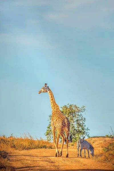 Wilde Giraffe Und Ein Zebra Spazieren Gemeinsam Der Savanne — Stockfoto