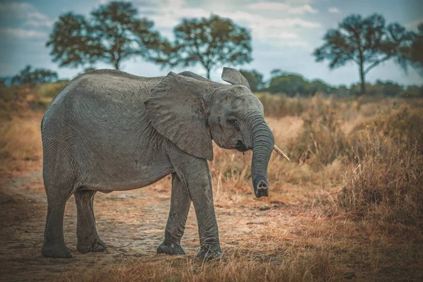 Дикий Слон Саванне Микуми Танзания — стоковое фото