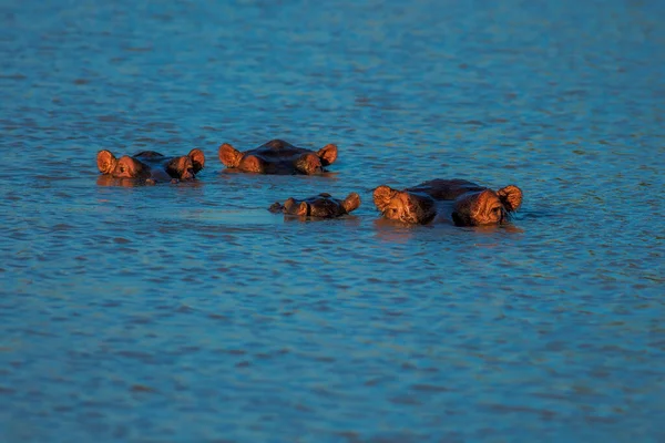 Dziki Hipopotam Wodzie Mukimi Tanzania — Zdjęcie stockowe