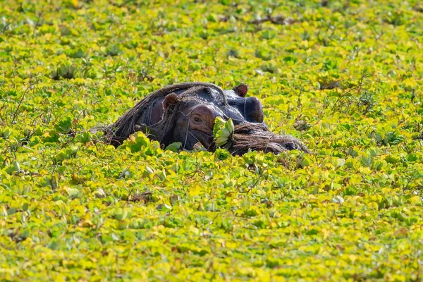 Wild Nijlpaard Het Water Mukimi Tanzania Stockfoto