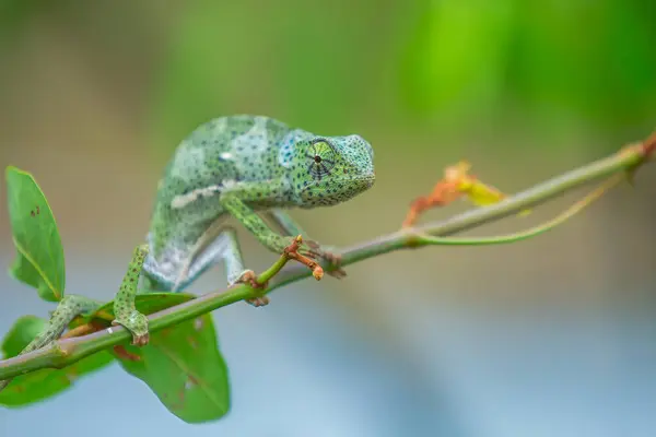 Chameleon Seduta Una Filiale Nell Isola Zanzibar Tanzania Africa Orientale Fotografia Stock