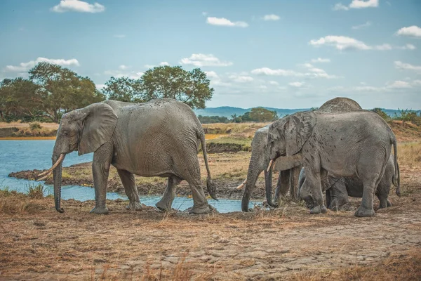 Дикие Слоны Саванне Микуми Танзания — стоковое фото