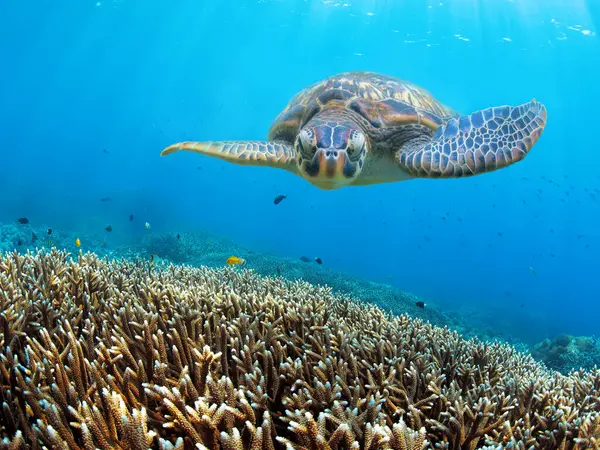 Wilde Grüne Schildkröten Und Korallen Blauen Ozean Von Sansibar — Stockfoto