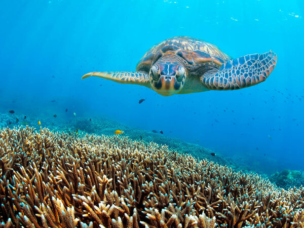 Wild Green turtle and corals in the blue ocean of Zanzibar