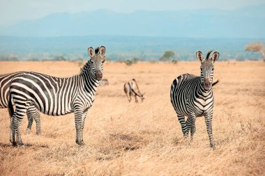 Afrika Zebra Grubu bozkırda, Mikumi, Tanzanya