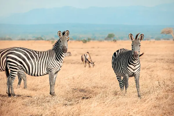 Group African Zebras Savannah Mikumi Tanzania — Stock Photo, Image