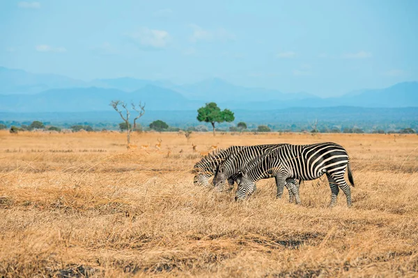 Grupo Cebras Africanas Sabana Mikumi Tanzania — Foto de Stock