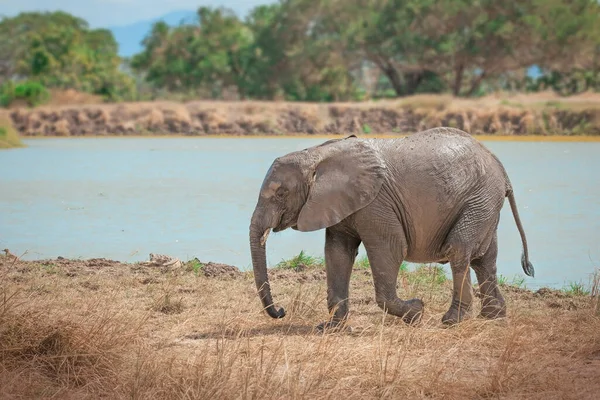 Elefante Selvatico Nella Savana Mikumi Tanzania — Foto Stock