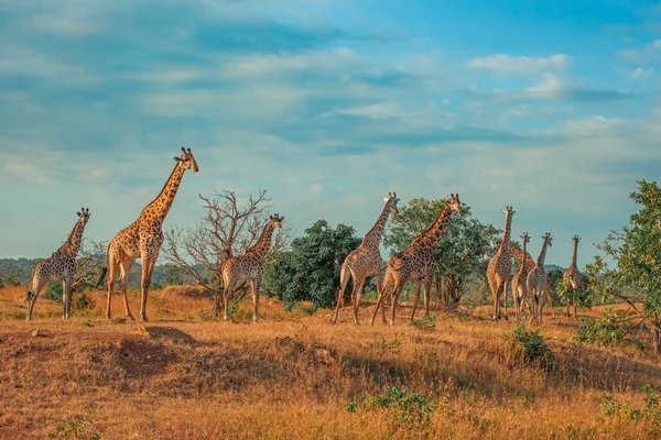 Дикие Жирафы Саванне Микуми Танзания Стоковая Картинка