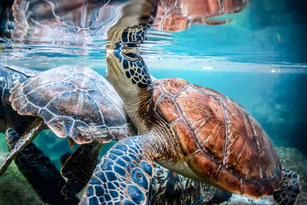 Tartaruga Verde Che Superficie Prendere Aria Nell Oceano Blu Zanzibar Immagine Stock