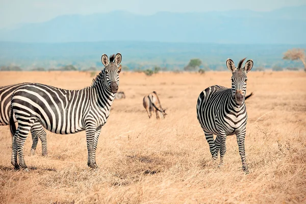 Afrikai Zebrák Csoportja Szavannában Mikumi Tanzánia Stock Kép