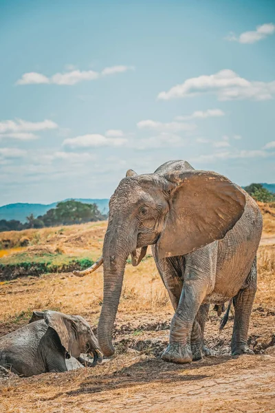 Vilda Elefanter Savannah Mikumi Tanzania — Stockfoto