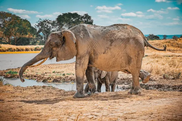 Elefanti Selvatici Nella Savana Mikumi Tanzania — Foto Stock