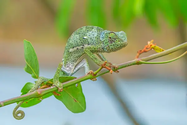 Kameleon Siedzi Gałęzi Wyspie Zanzibar Tanzania Wschodnia Afryka — Zdjęcie stockowe
