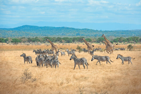 Wild Giraffes and zebras together in the savanna
