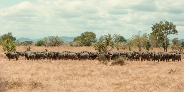 Grupp Vilda Afrikanska Bufflar Savannen — Stockfoto