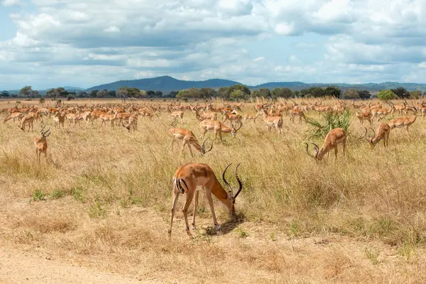 Groep Van Wilde Impala Afrikaanse Savanne Tanzania — Stockfoto