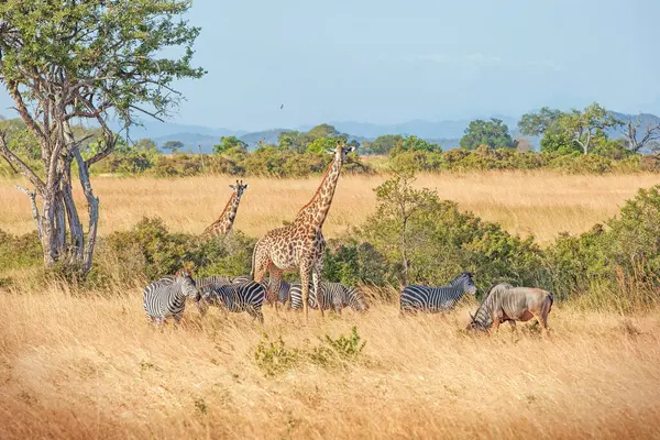 Wild Giraffes Zebras Together Savanna — Stock Photo, Image