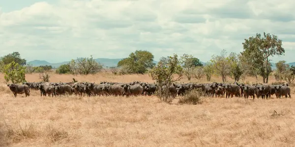 Grupp Vilda Afrikanska Bufflar Savannen Royaltyfria Stockbilder