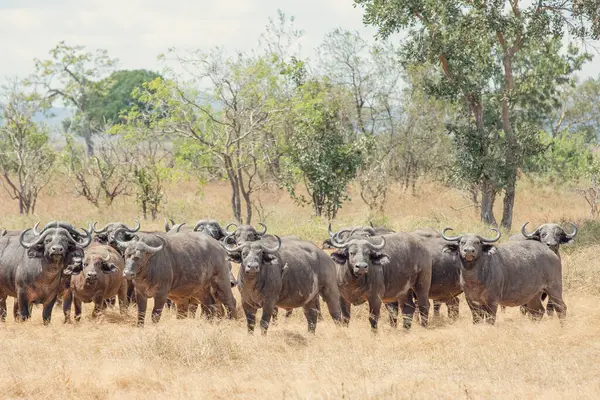 Grupp Vilda Afrikanska Bufflar Savannen Stockbild