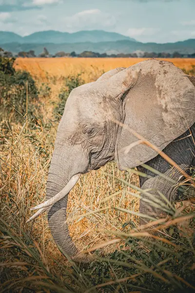 Elefante Selvatico Nella Savana Mikumi Tanzania Foto Stock Royalty Free