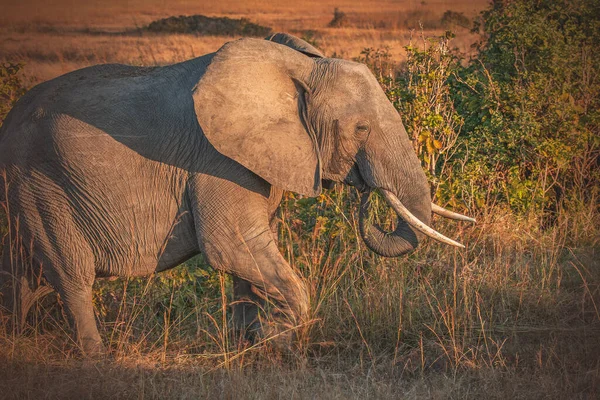 Vad Elefánt Szavanna Mikumi Tanzánia Stock Fotó