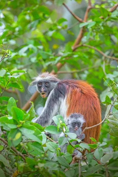 Madre Bebé Monos Colobos Rojos Los Árboles Bosque Jozani —  Fotos de Stock