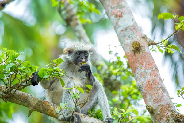Zanzibar Rosso Colobus Scimmia Tra Gli Alberi Nella Foresta Jozani Immagini Stock Royalty Free
