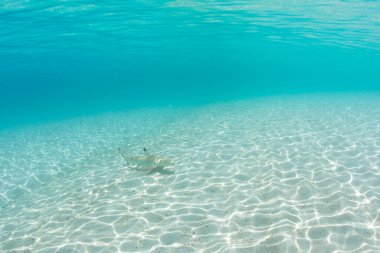 A baby black tip reef shark swimming below water at Perhentian island clipart