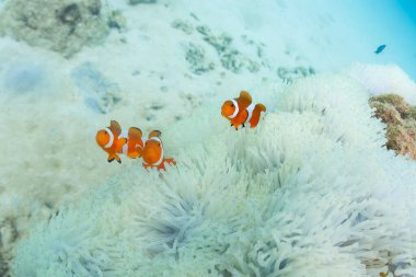 Malezya 'daki Perens adasında palyaço anemonisi.